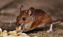 24 Hour & Emergency Exterminators in East Monroe, OH